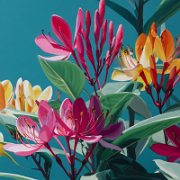 u1127339427 Botanical painting minimalistic vibrant colors -- f47b841f-e214-4f38-a348-6a0c5e388184 0