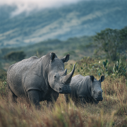 u1127339427 rhinoceros and its young Africa environment digital 05a5506a-da54-4713-8a67-ce5780edbd1b